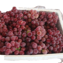Size Chinese red globe grapes Fresh Style fresh grapes for sale